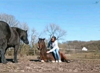 Arabian horses, Stallion, 4 years, 15,1 hh, Brown