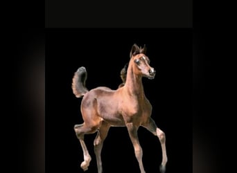 Arabian horses, Stallion, 4 years, 15,1 hh, Brown