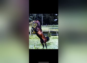 Arabian horses, Stallion, 4 years, 15,1 hh, Brown