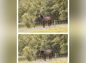 Arabian horses, Stallion, 4 years, 15.1 hh, Brown