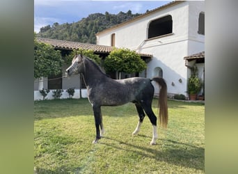 Arabian horses, Stallion, 4 years, 15.1 hh, Gray