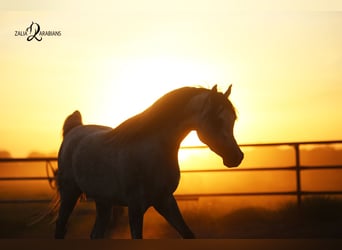 Arabian horses, Stallion, 4 years, 15.2 hh, Gray