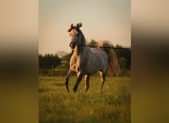 Arabian horses, Stallion, 4 years, 15.2 hh, Gray