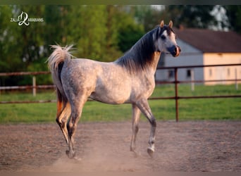 Arabian horses, Stallion, 4 years, 15.2 hh, Gray