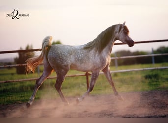 Arabian horses, Stallion, 4 years, 15.2 hh, Gray