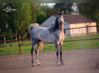 Arabian horses, Stallion, 4 years, 15.2 hh, Gray