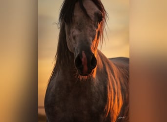 Arabian horses, Stallion, 4 years, 15.2 hh, Gray