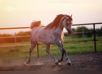 Arabian horses, Stallion, 4 years, 15.2 hh, Gray