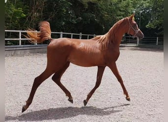 Arabian horses, Stallion, 4 years, Chestnut-Red