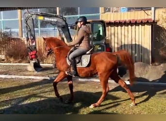 Arabian horses, Stallion, 4 years, Chestnut-Red