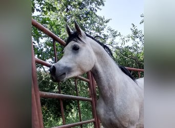 Arabian horses, Stallion, 4 years, Gray