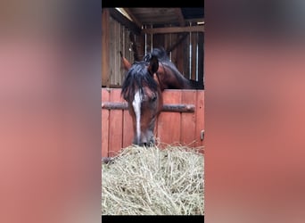 Arabian horses, Stallion, 5 years, 14.2 hh, Bay
