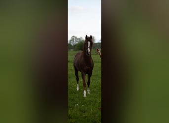Arabian horses, Stallion, 5 years, 14.3 hh, Chestnut-Red