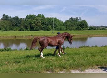 Arabian horses, Stallion, 5 years, 14.3 hh, Chestnut-Red
