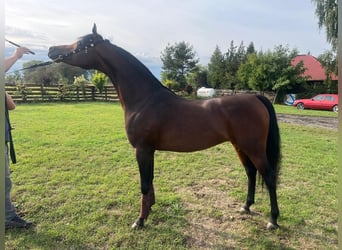 Arabian horses, Stallion, 5 years, 14,3 hh, Brown
