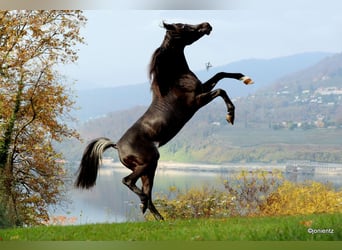 Arabian horses, Stallion, 5 years, 15.1 hh, Black