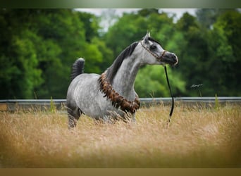 Arabian horses, Stallion, 5 years, 15.1 hh, Gray