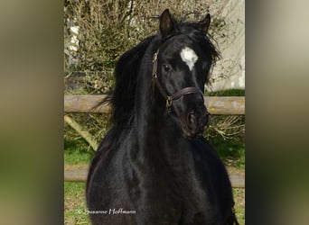 Arabian horses, Stallion, 5 years, 15 hh, Black