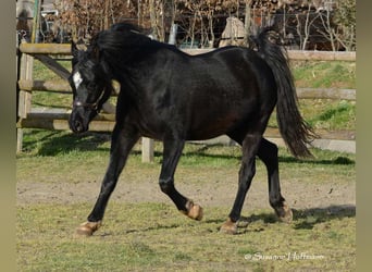 Arabian horses, Stallion, 5 years, 15 hh, Black