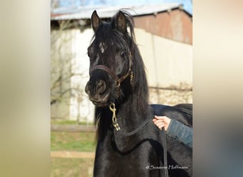 Arabian horses, Stallion, 5 years, 15 hh, Black