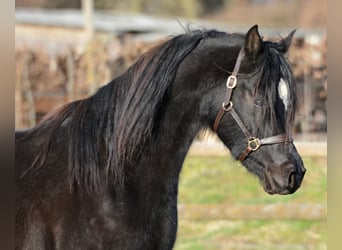 Arabian horses, Stallion, 5 years, 15 hh, Black