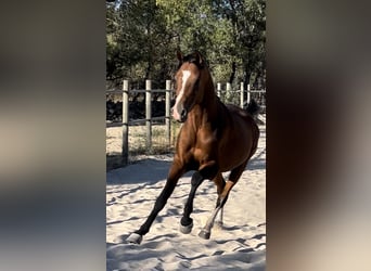 Arabian horses, Stallion, 5 years, 15 hh, Brown