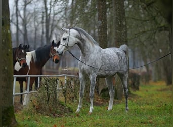 Arabian horses, Stallion, 5 years, 15 hh, Gray