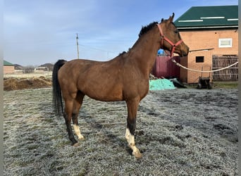 Arabian horses, Stallion, 6 years, 14.3 hh, Chestnut