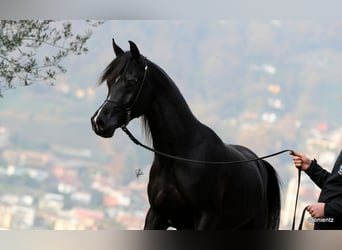 Arabian horses, Stallion, 6 years, 15.1 hh, Black