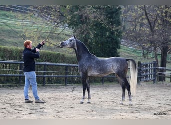 Arabian horses, Stallion, 6 years, 15.1 hh, Gray-Fleabitten
