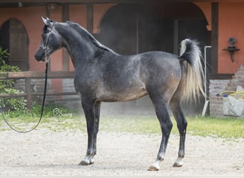 Arabian horses, Stallion, 6 years, 15.1 hh, Gray-Fleabitten