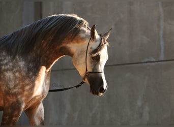 Arabian horses, Stallion, 6 years, 15.1 hh, Gray