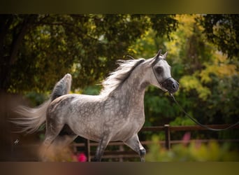 Arabian horses, Stallion, 6 years, 15.1 hh, Gray