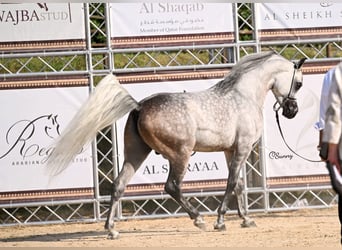 Arabian horses, Stallion, 6 years, 15.1 hh, Gray