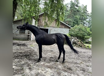 Arabian horses, Stallion, 6 years, 15.1 hh, Smoky-Black