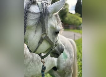 Arabian horses, Stallion, 6 years, 15.2 hh, Gray-Dapple