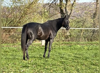 Arabian horses, Stallion, 6 years, 15 hh, Black