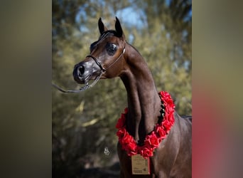 Arabian horses, Stallion, 6 years, 15 hh, Brown