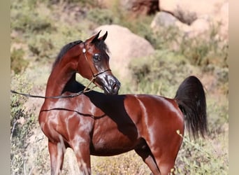 Arabian horses, Stallion, 6 years, 15 hh, Brown