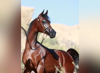 Arabian horses, Stallion, 6 years, 15 hh, Brown