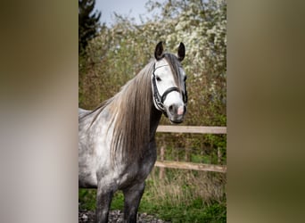 Arabian horses, Stallion, 6 years, 15 hh, Gray-Dark-Tan