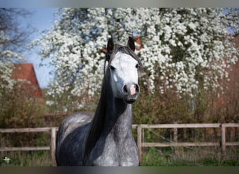 Arabian horses, Stallion, 6 years, 15 hh, Gray-Dark-Tan