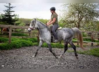 Arabian horses, Stallion, 6 years, 15 hh, Gray-Dark-Tan