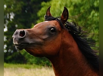 Arabian horses, Stallion, 6 years, Brown