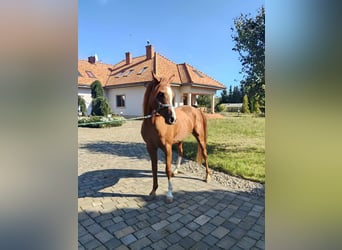 Arabian horses, Stallion, 6 years, Chestnut