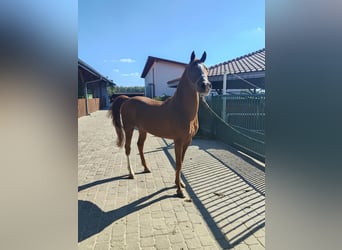 Arabian horses, Stallion, 6 years, Chestnut