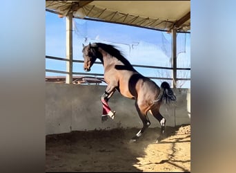 Arabian horses, Stallion, 7 years, 14,2 hh, Bay-Dark