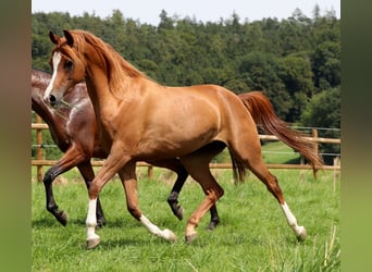 Arabian horses, Stallion, 7 years, 14.3 hh, Chestnut-Red