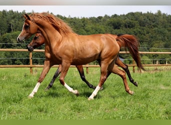 Arabian horses, Stallion, 7 years, 14.3 hh, Chestnut-Red