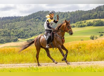 Arabian horses, Stallion, 7 years, 15,1 hh, Chestnut